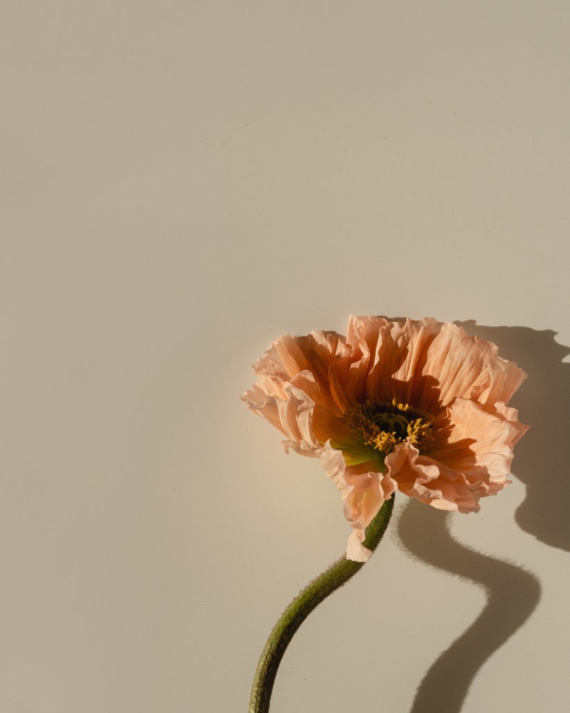 Single peach poppy flower with soft shadow on a neutral background